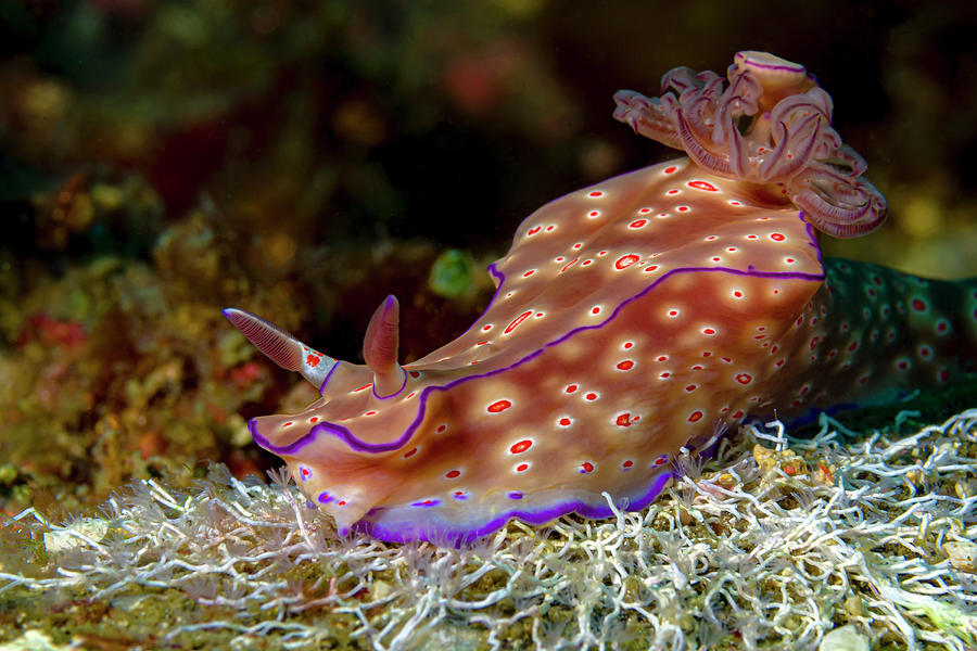 Three-lobed T-bar Nudibranch, Anilao Photograph by Bruce Shafer