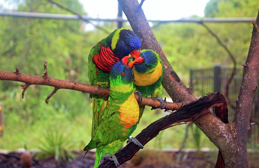 Three Lorikeets  Photograph by Cynthia Guinn