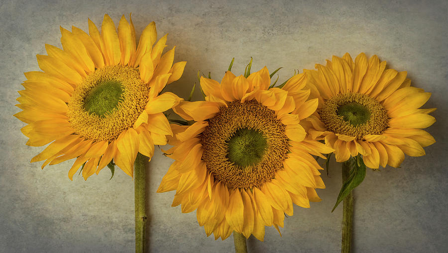 Three Lovely Textured Sunflowers Photograph by Garry Gay