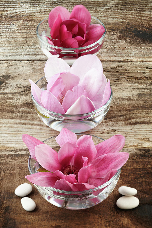 Three Magnolia Flowers Inside Bowls Photograph by Gspictures