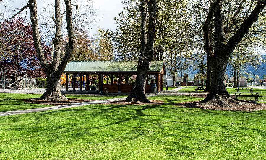 Three Maples in Everson Park Photograph by Tom Cochran