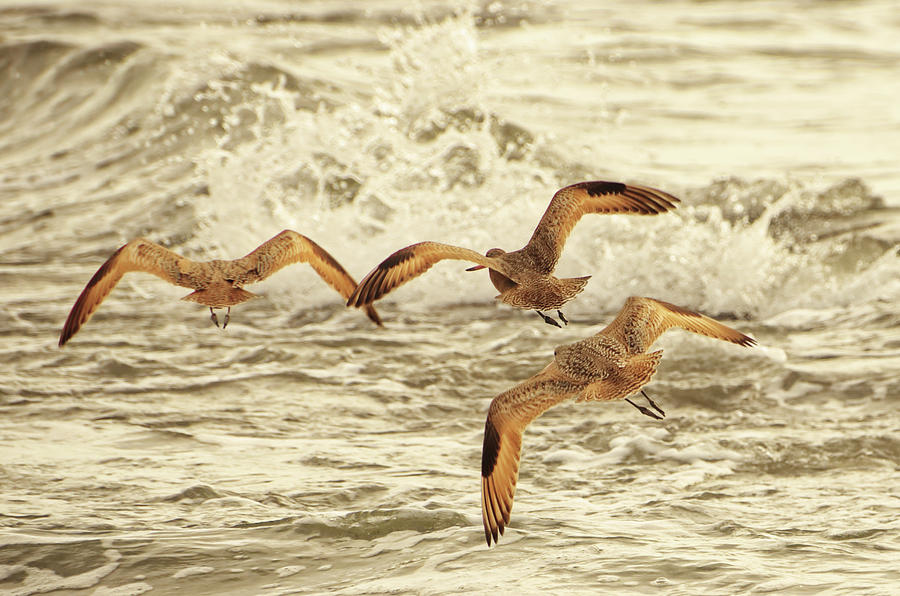Three Marbled Godwits Flying Away Photograph