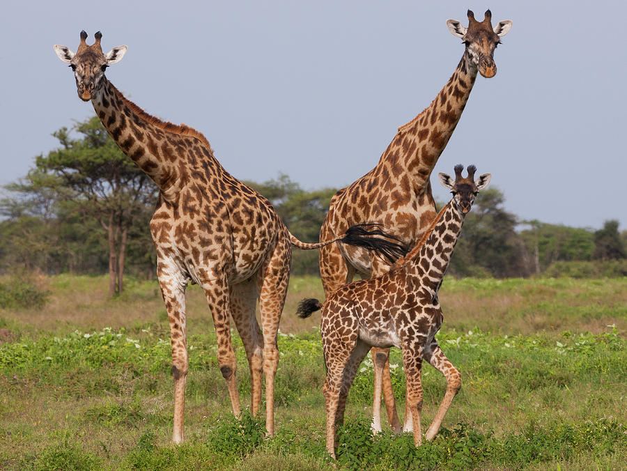 Three Masai Giraffe In The Serengeti Photograph by Mint Images - Art Wolfe