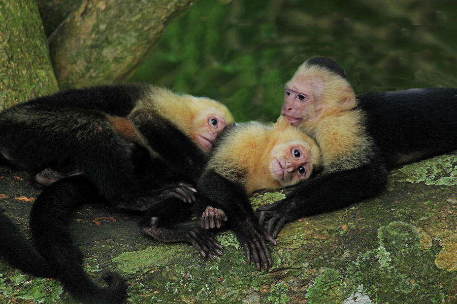 three monkeys photograph by ann hernandez three monkeys by ann hernandez