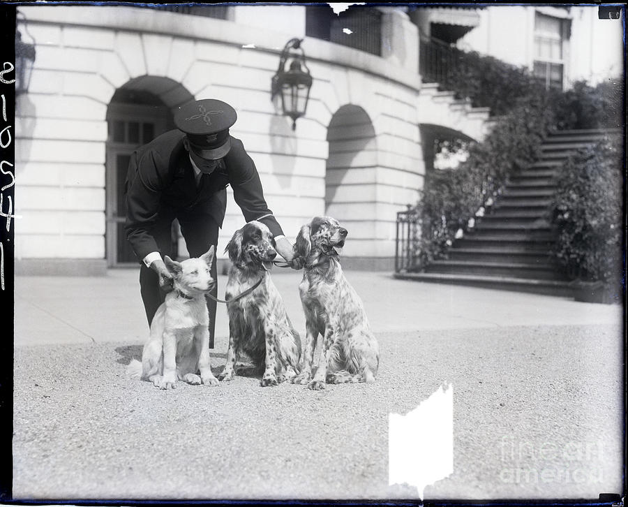 Three Of The White House Pets Photograph by Bettmann