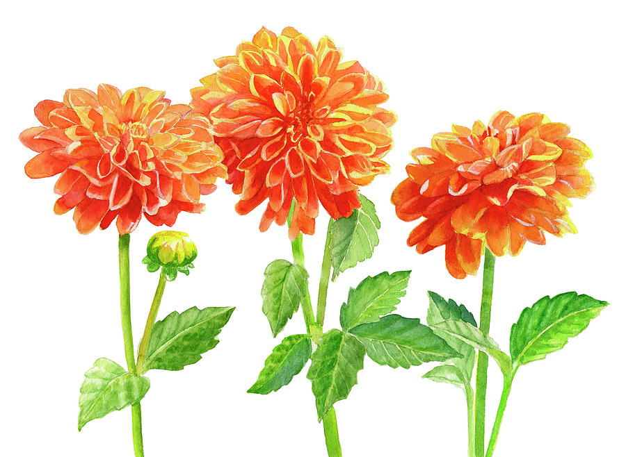Flower Painting - Three Orange Dahlias by Sharon Freeman