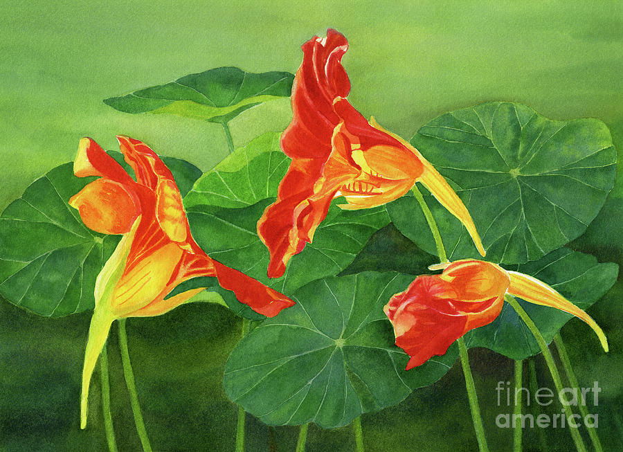 Flower Painting - Three Orange Nasturtiums with Background by Sharon Freeman