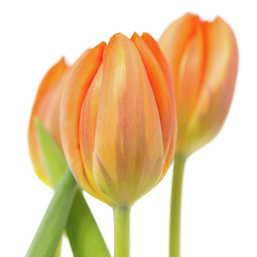 Three orange tulips Photograph by Jenco Van Zalk