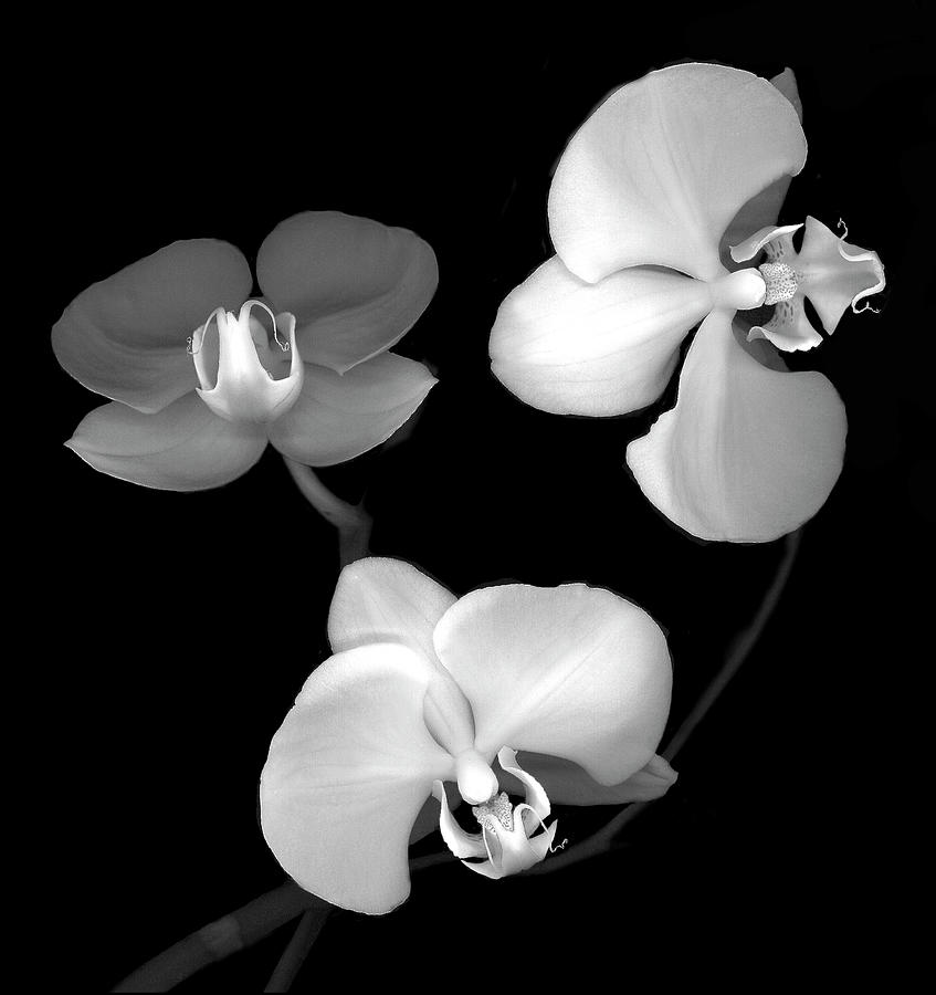 Flower Painting - Three Orchids B&w by Susan S. Barmon
