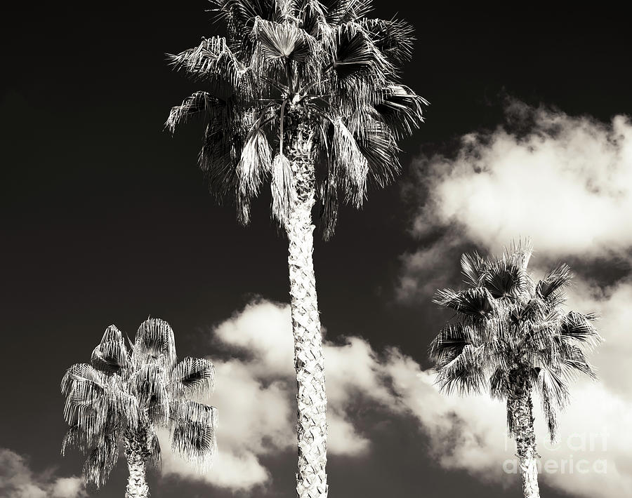 Three Palm Trees Malaga Photograph by John Rizzuto