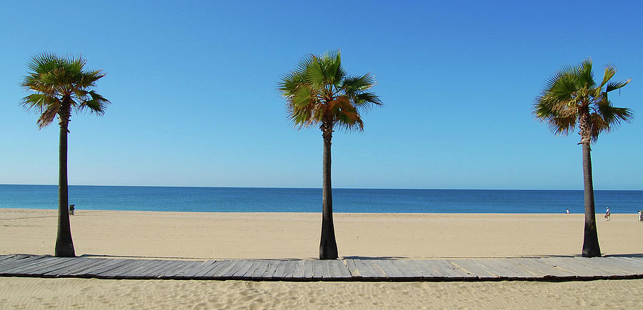 Three Palm Trees On Beach Photograph by Juampiter