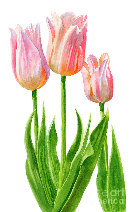 Tulip Painting - Three Peach Colored Tulips by Sharon Freeman