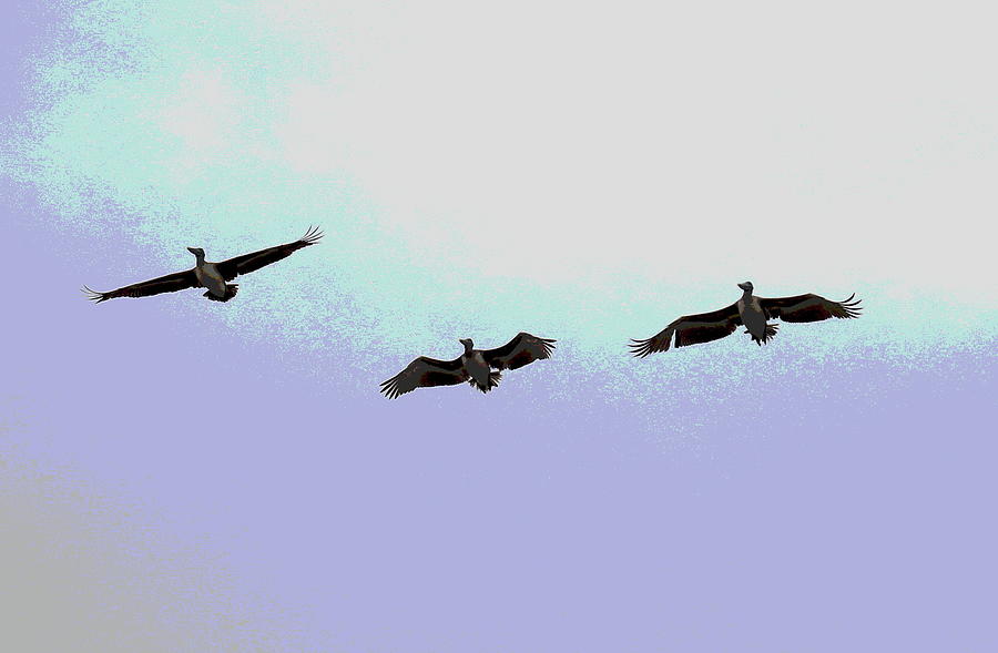 Three Pelicans In Flight Over Oak Island 2 Photograph