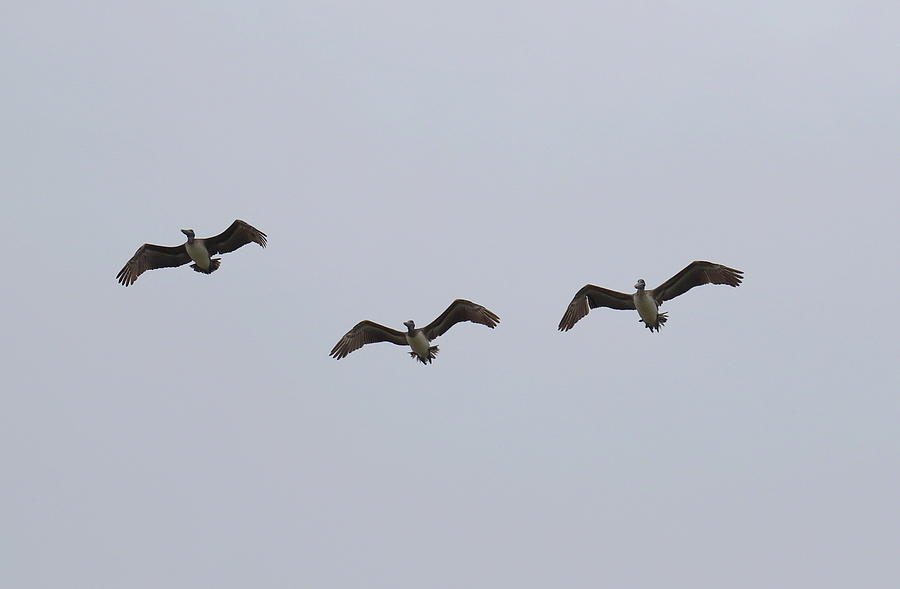 Three Pelicans In Flight Over Oak Island Photograph