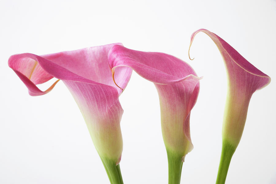 Three Pink Calla Lillies Photograph by Asia Images