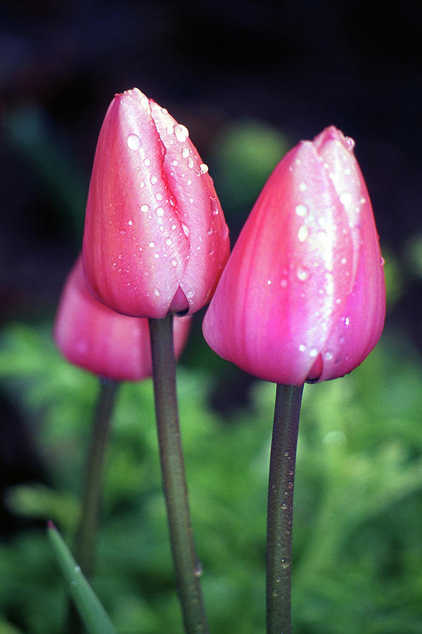 Three Pink Tulips Photograph by Jerry Griffin - Fine Art America