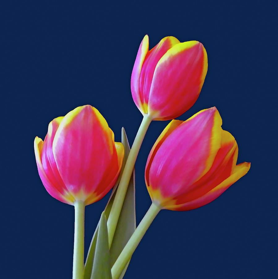 Three Pink Yellow Tulips On Blue Photograph by Johanna Hurmerinta