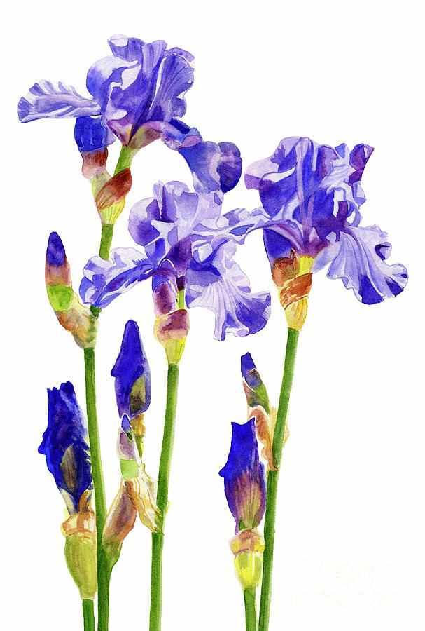 Three Purple Irises Painting by Sharon Freeman - Fine Art America