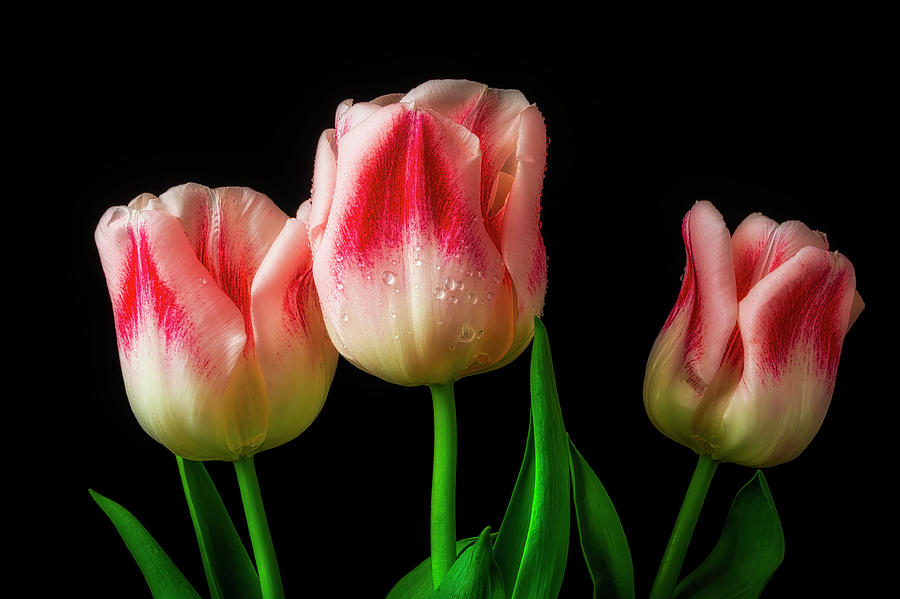 Three Red And White Lovely Tulips Photograph by Garry Gay