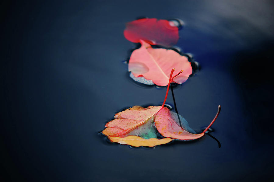 Three Red Leaves Floating On Water Photograph by Richard Eden