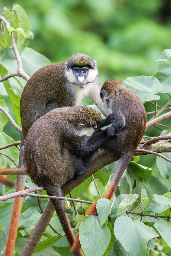 Monkey Photograph - Three Red-tail Monkeys Preening In Tree by Mark Smith