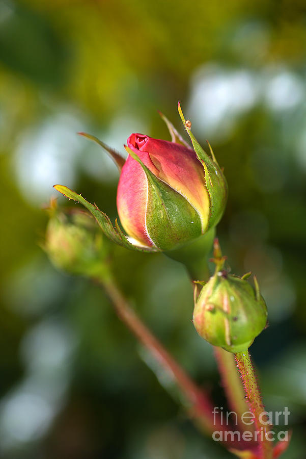Three Rose Buds Photograph by Joy Watson