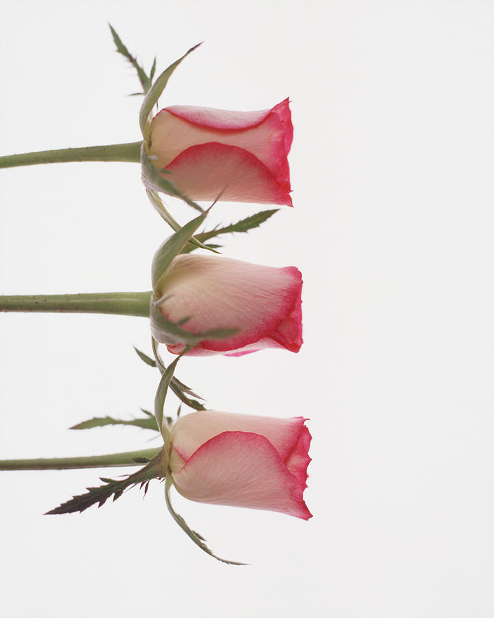 Three Rose Buds On White Background Photograph by Lottie Davies