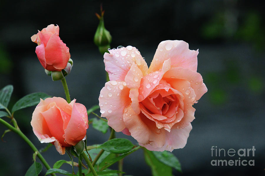 Three Roses after the Rain Photograph by Cindy Manero