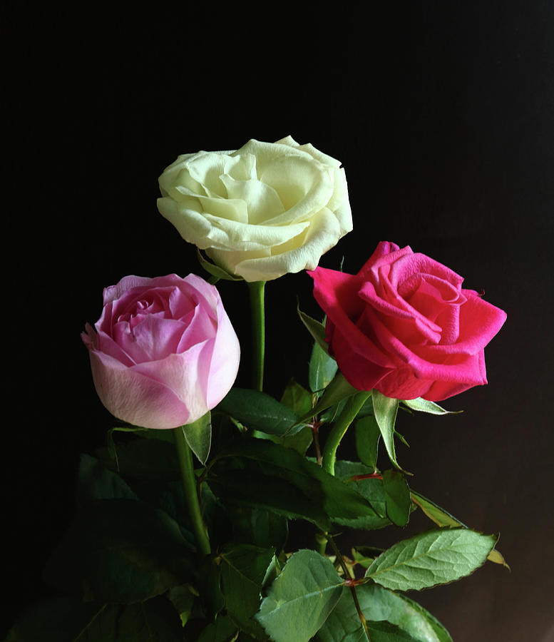 Three Roses Photograph by Jeff Townsend