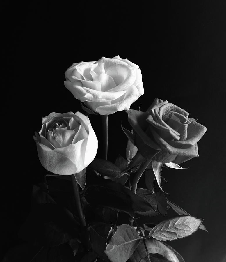 Three Roses Monochrome Photograph by Jeff Townsend