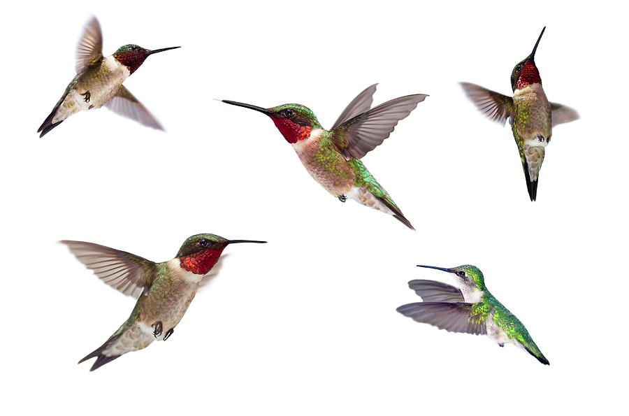 Three Ruby Throated Hummingbirds Photograph by Cglade