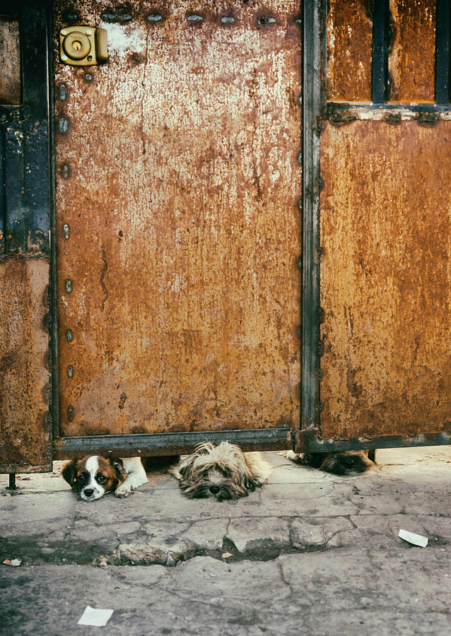 Dogs Photograph - Three Sad Dogs by Fabian Romano