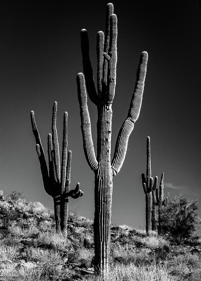 Three Saguaros in the Sonoran Desert Photograph by Lee Reese - Fine Art ...