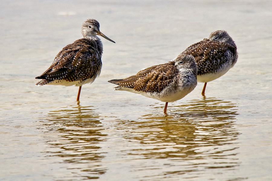 Three Sandpipers Photograph by Susan Rydberg