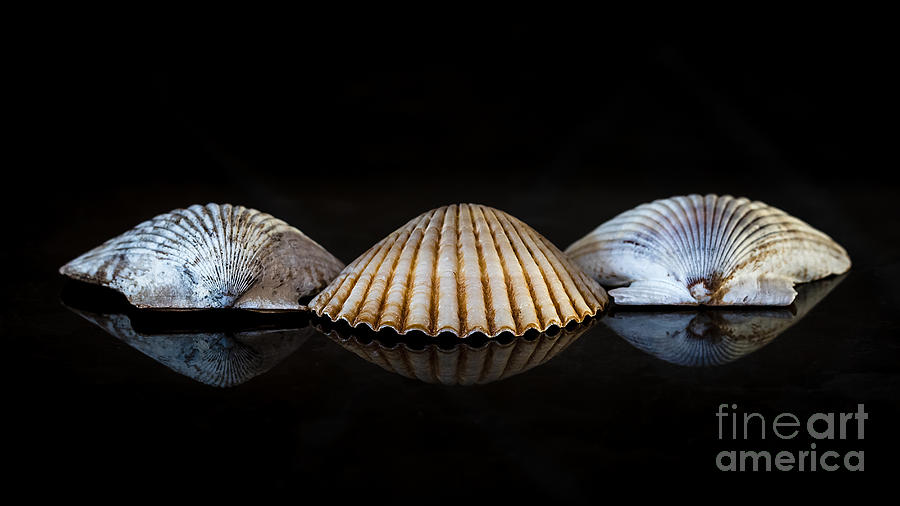 Three Scallops Photograph by Alma Danison