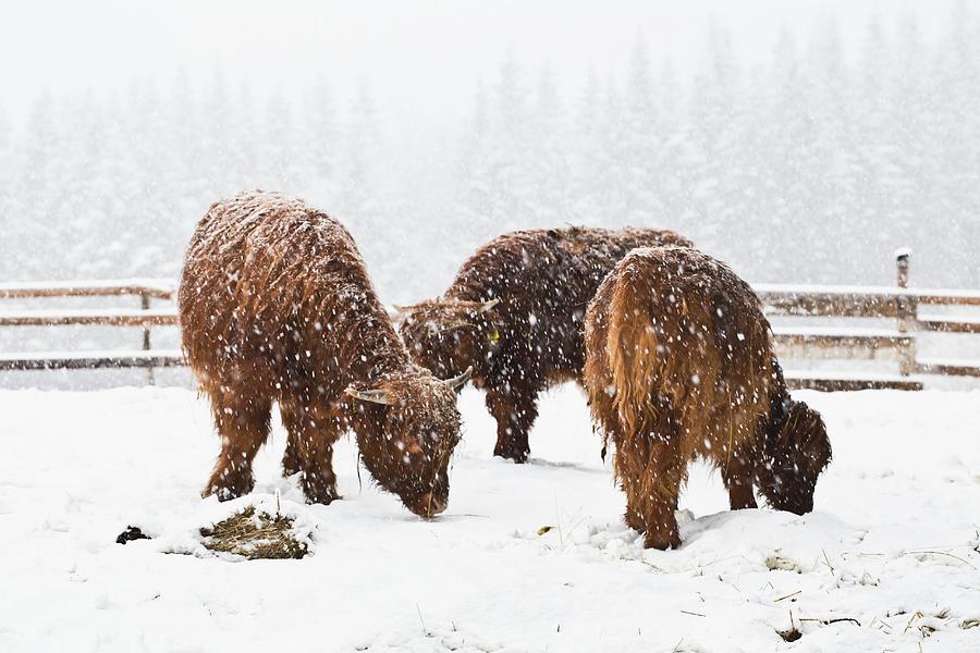 Three Scottish Highland Cows In A Blizzard Photograph by Foodandvicious