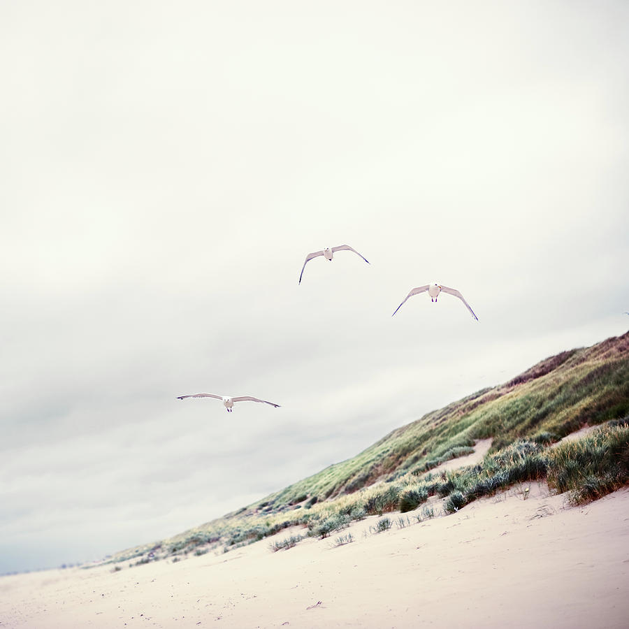 Three Seagulls At Beach Photograph by Elisabeth Schmitt