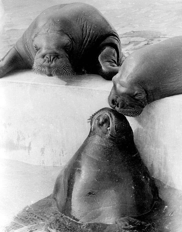 Three Seals Photograph by Hulton Archive