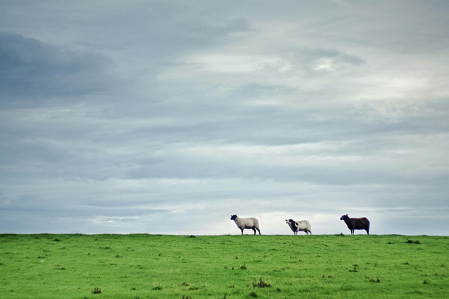Three Sheep Grazing On Grass Field Photograph by Janusz Ziob