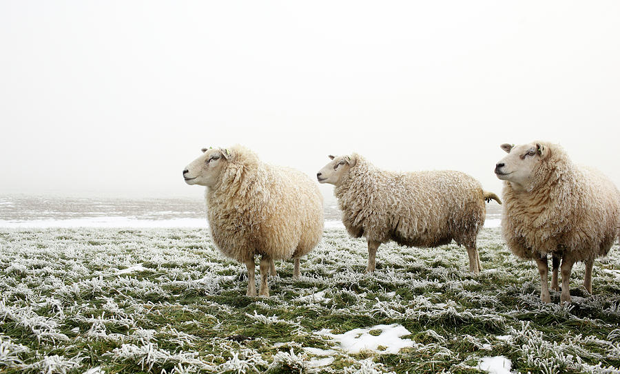 Three Sheep In Winter Photograph by Marceltb