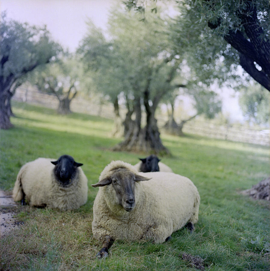 Three Sheep, Napa Valley, California Photograph by Tuan Tran