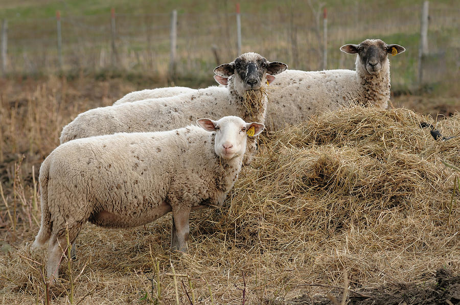 Sheep Photograph - Three Sheep by Steve Gadomski