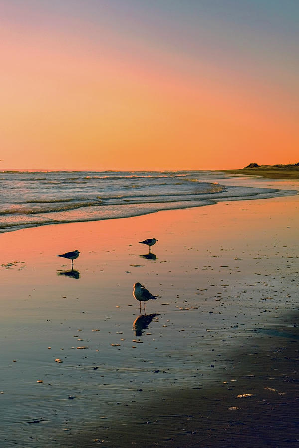 Outer Banks Shore Birds  Photograph by Harriet Feagin