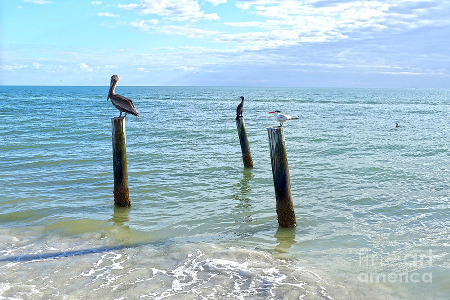 Three Shorebirds In Florida Photograph