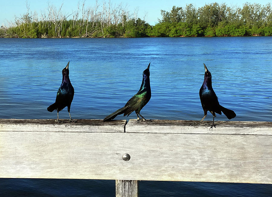 Three Singing Tenors by Carlos Diaz Three Singing Tenors by Carlos Diaz