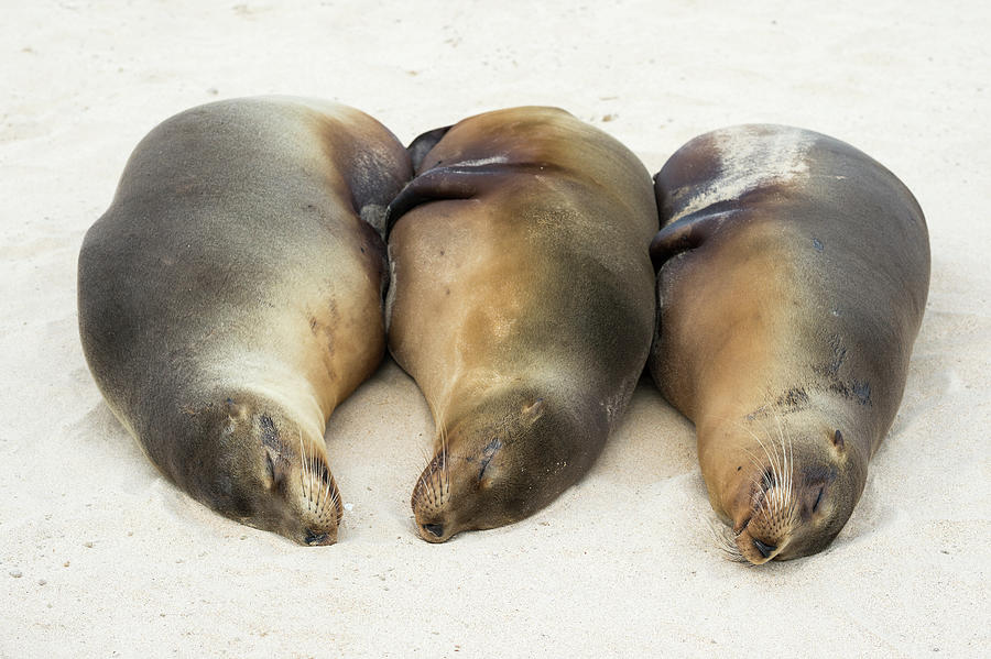 Three Sleeping Galapagos Sea Lions Photograph by Tui De Roy