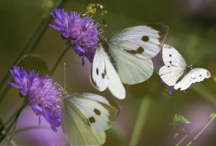 Three Small White Butterflies by Jeff Townsend