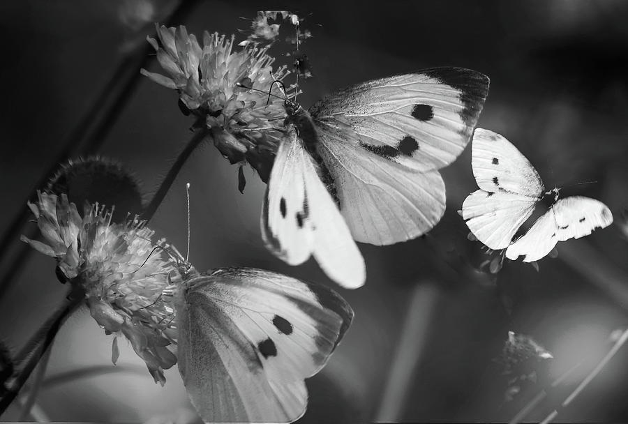 Three Small White Butterflies Monochrome Photograph by Jeff Townsend ...