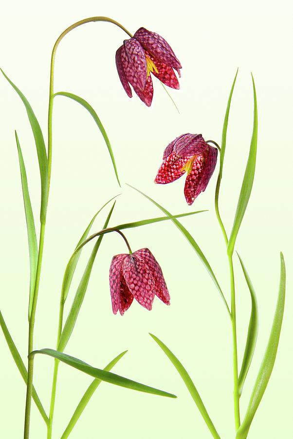 Lily Painting - Three Snakes Head Fritillary Fritillaria Meleagris Aka Snakeshead Lily by Unknown