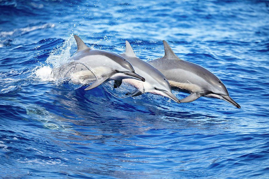 Three Spinner Dolphins  Stenella Photograph by Dave Fleetham